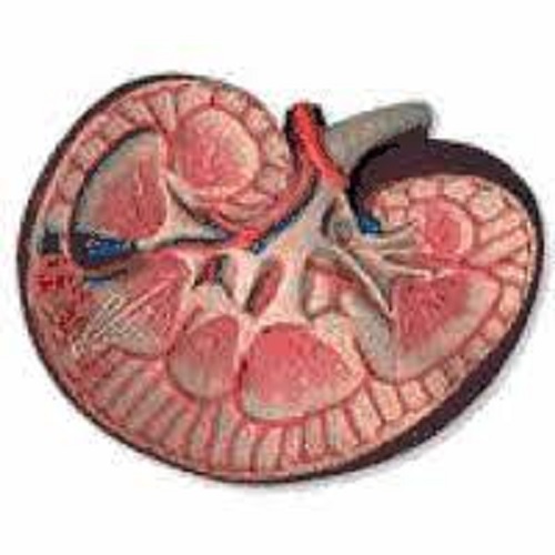 GHANAGOSSIPS The following are the four effects of energy drinks on the kidneys: